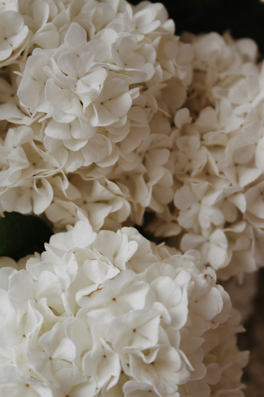 white flowers in tilt shift lens