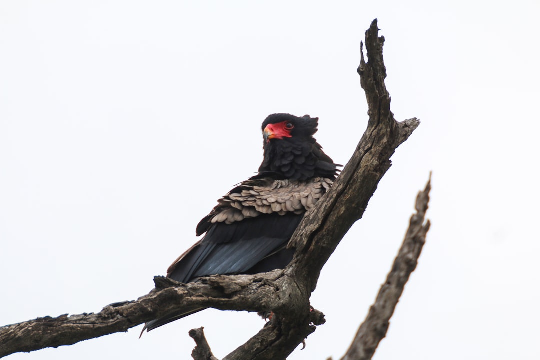 black and red bird on brown tree branch during daytime