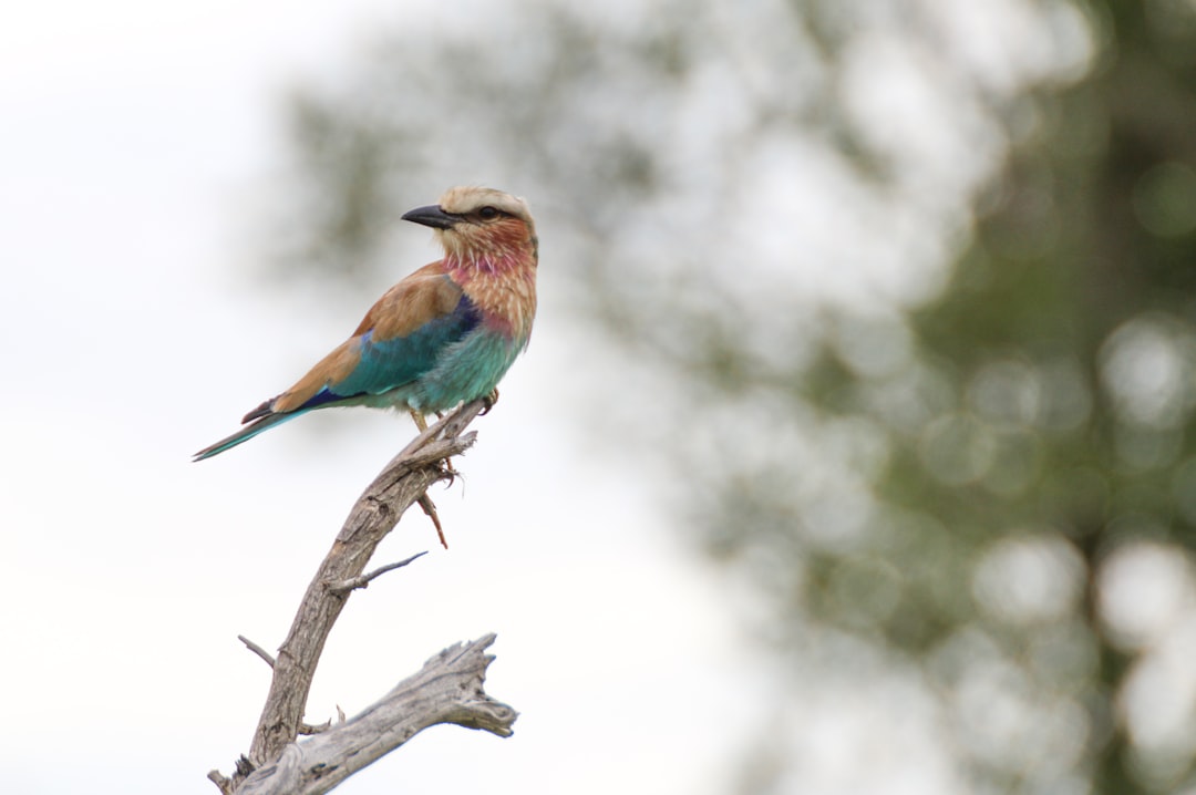 blue and brown bird on tree branch