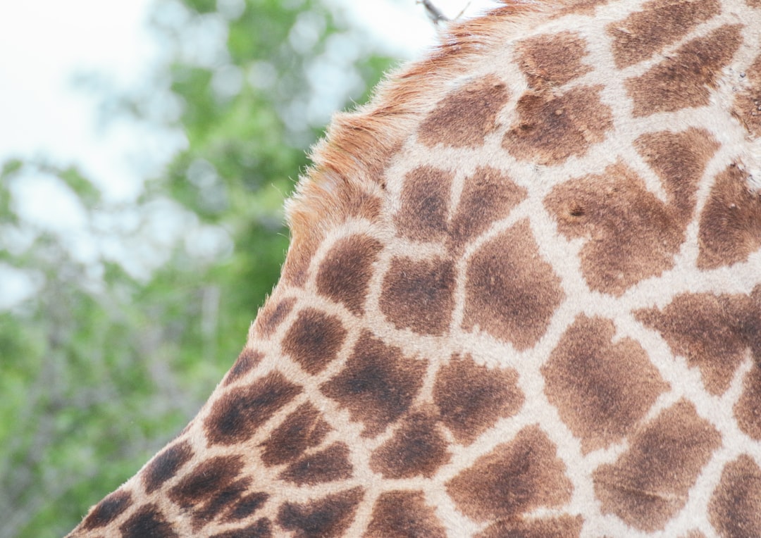 brown and black giraffe during daytime