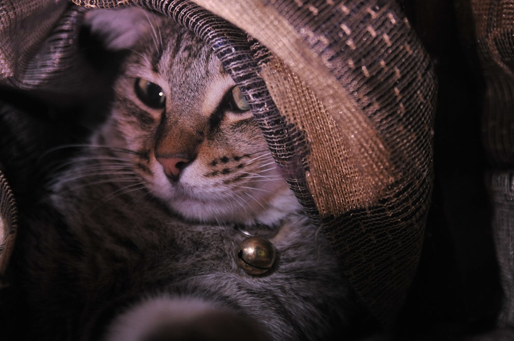 silver tabby cat on brown textile