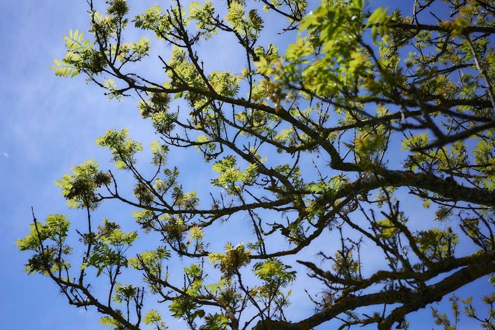 green leaves tree during daytime