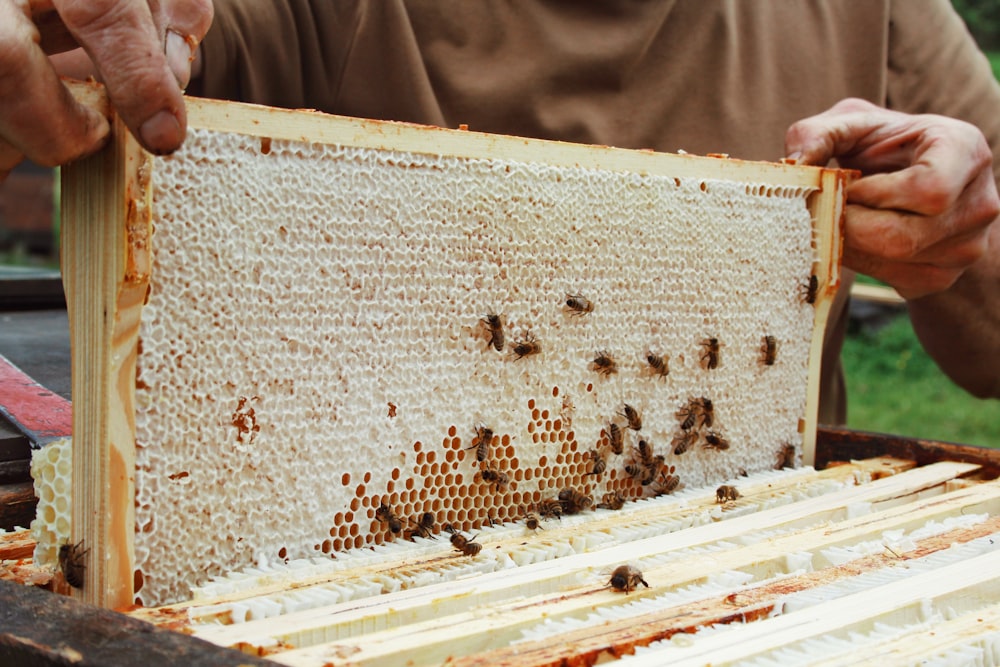 yellow and black bee on brown wooden frame