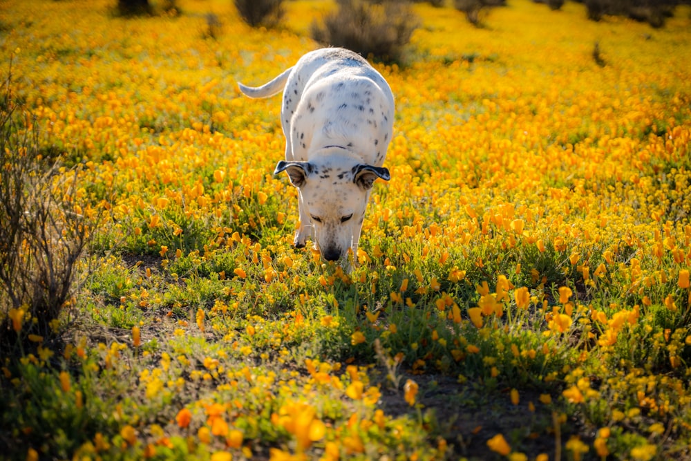 white and black cow on yellow flower field during daytime