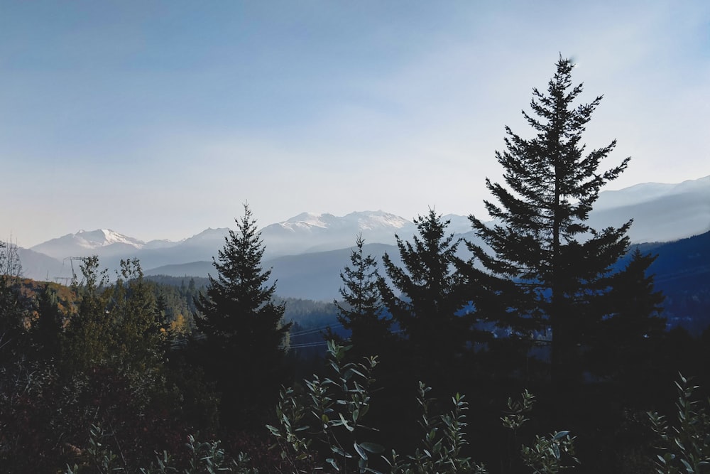 green pine trees on mountain during daytime