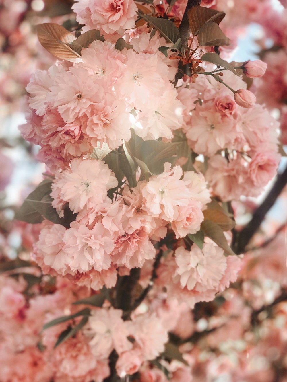 pink and white flowers in tilt shift lens