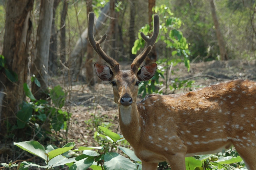 brown deer in forest during daytime