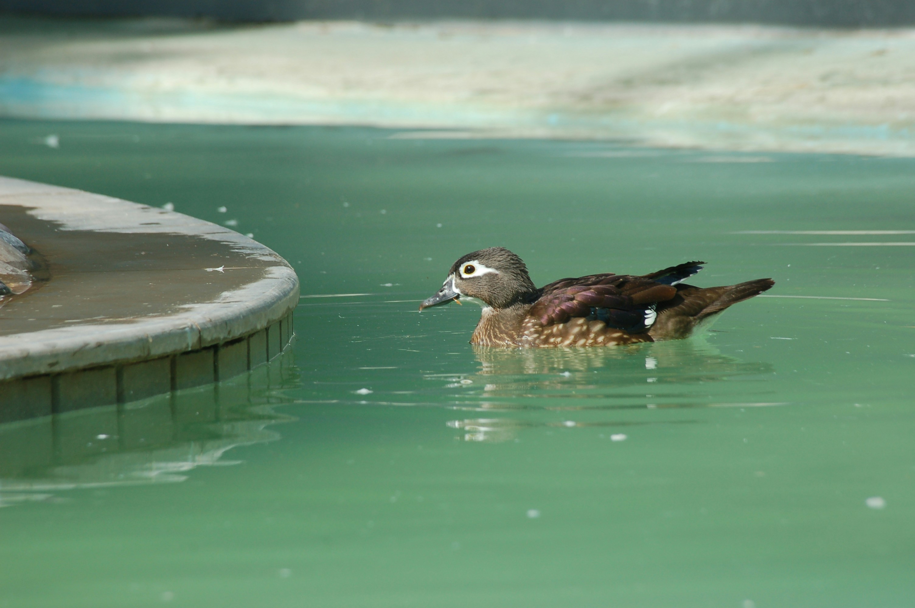 Birds Being Administered Medication in Water