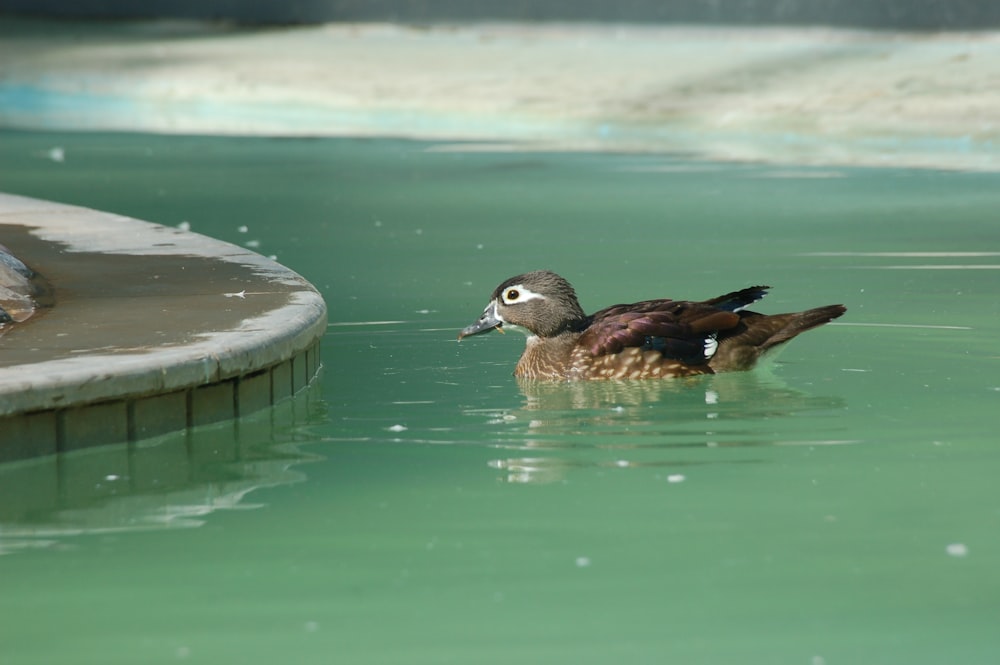 brown duck on water during daytime