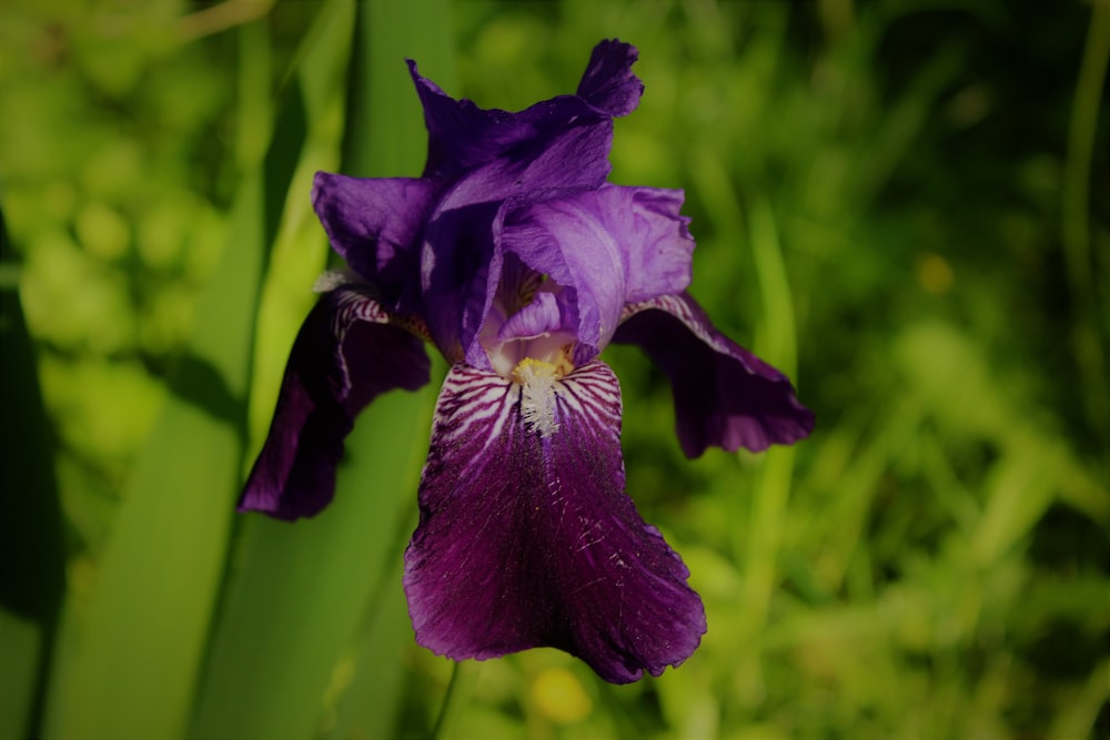 purple flower in tilt shift lens