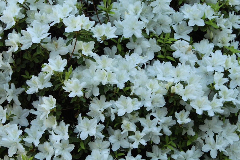 white flowers with green leaves