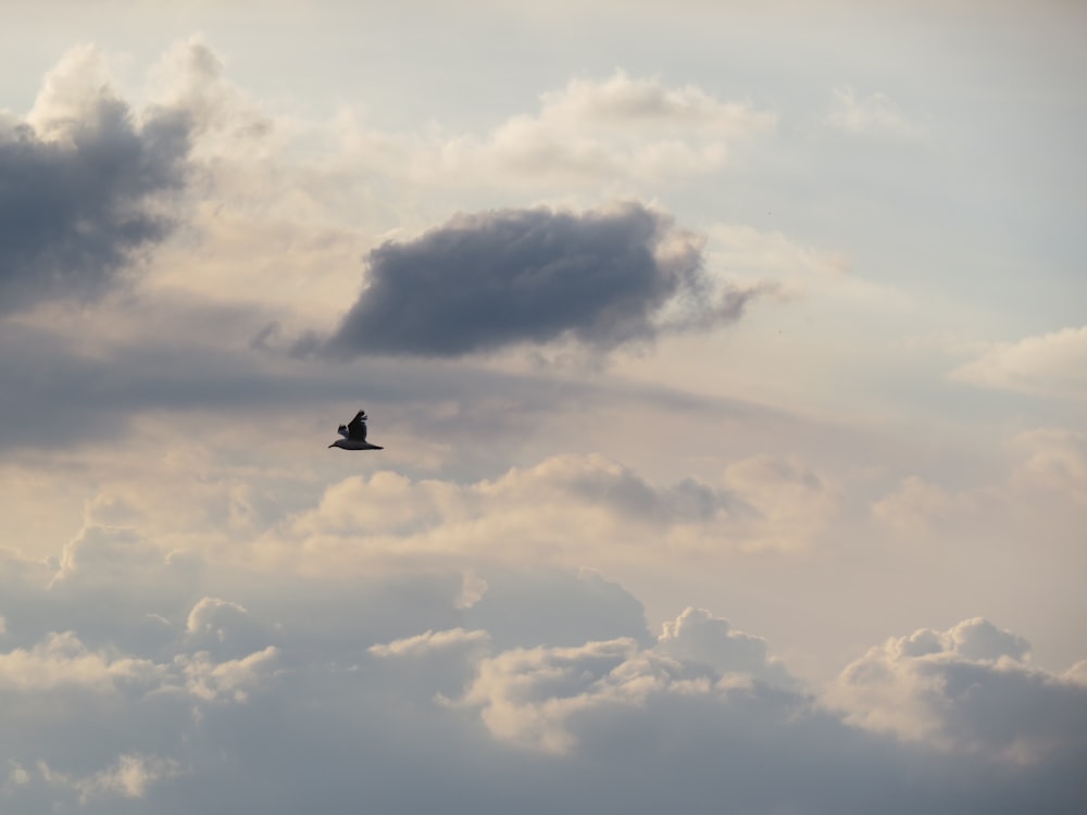 black bird flying under white clouds during daytime