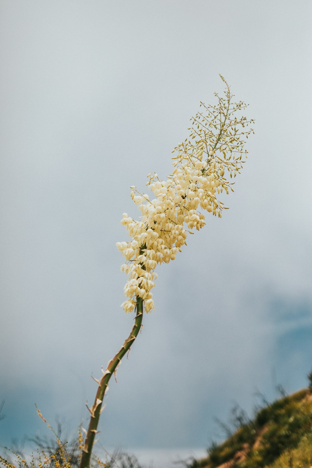 white flower on brown tree branch