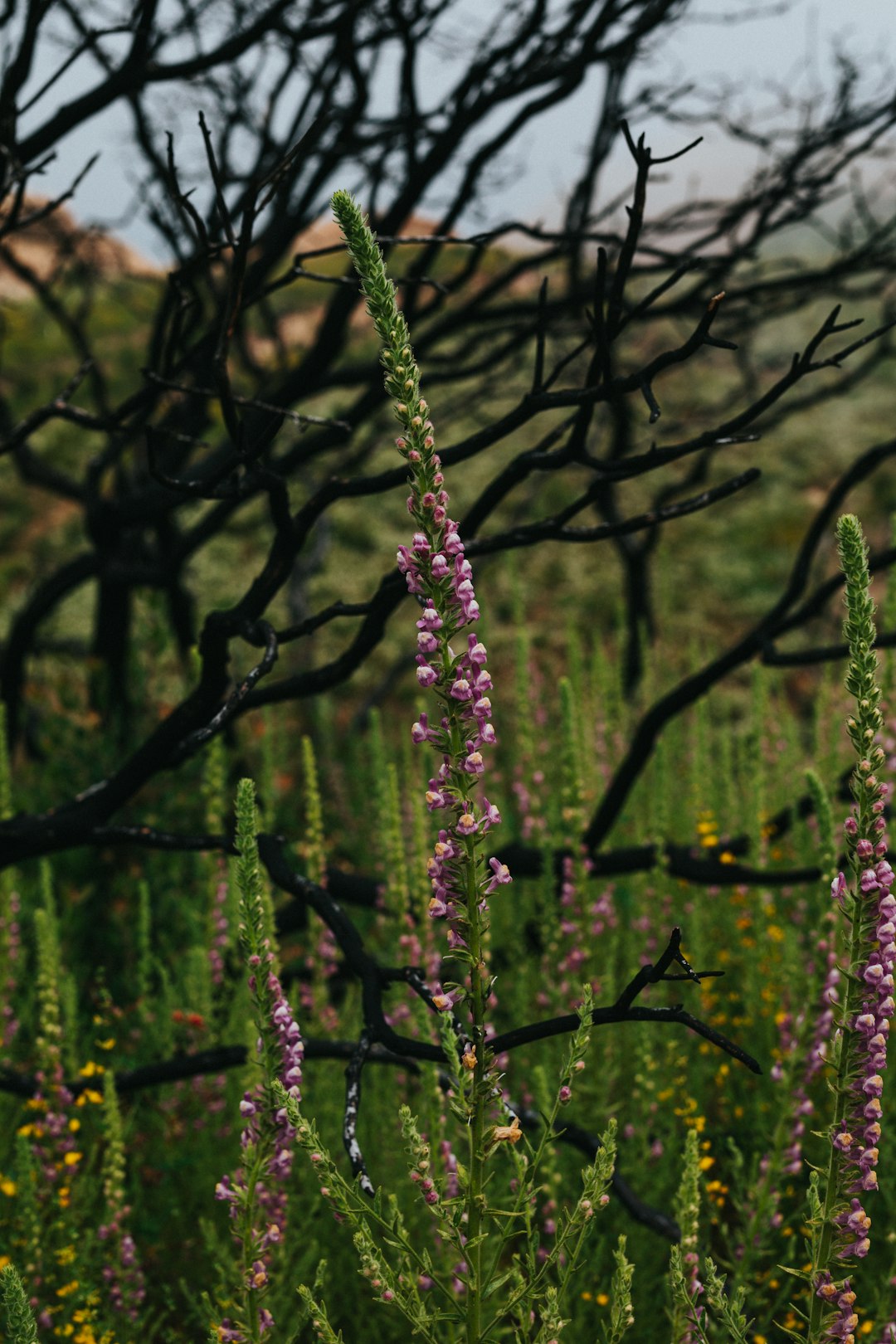 purple flower in tilt shift lens