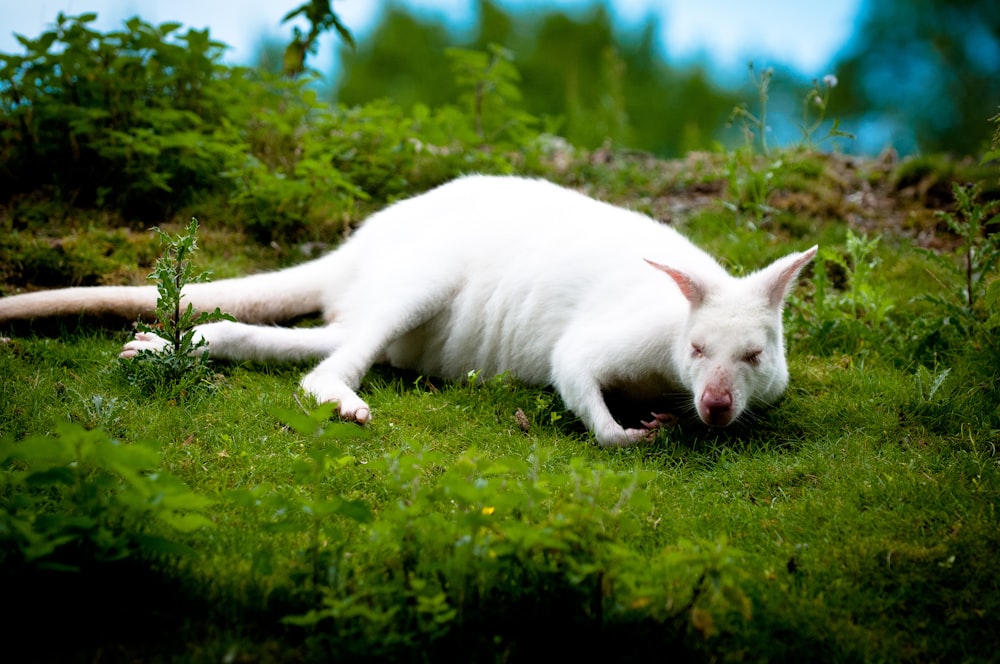 white short coated cat on green grass during daytime