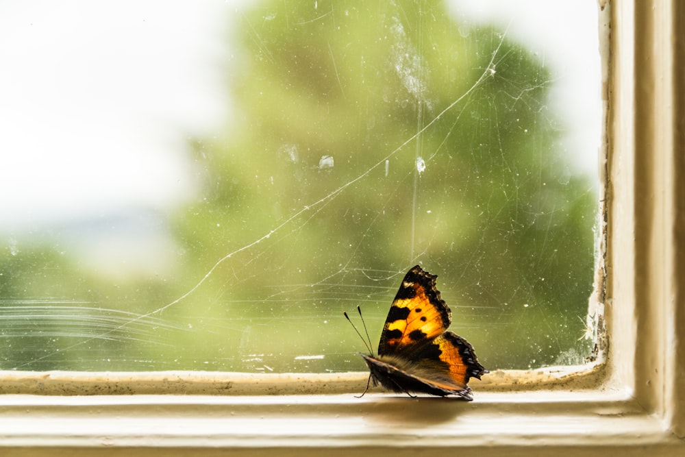 日中の蜘蛛の巣にオレンジ色の黒と白の蝶