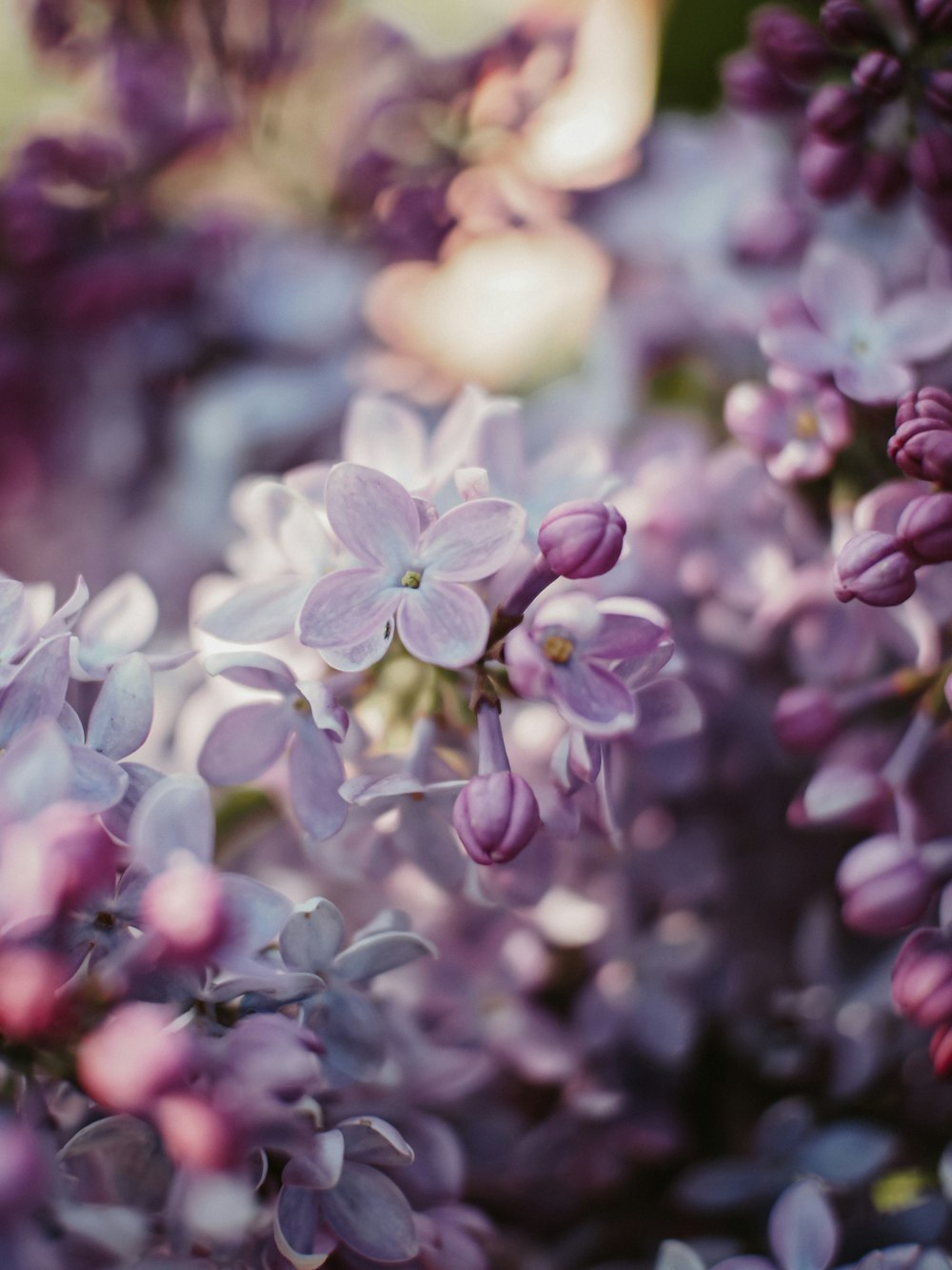 purple and white flowers in tilt shift lens