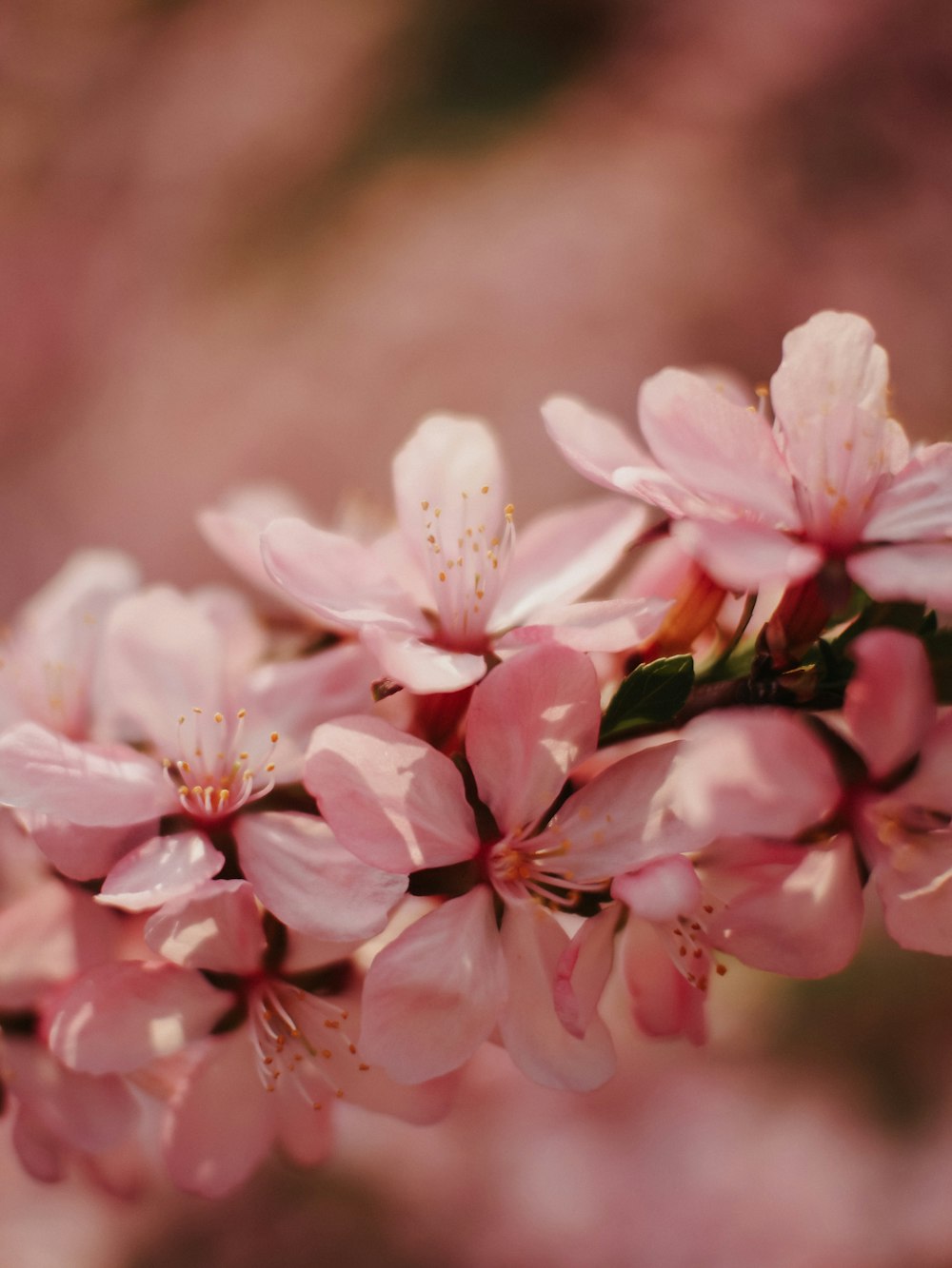 pink and white flowers in tilt shift lens