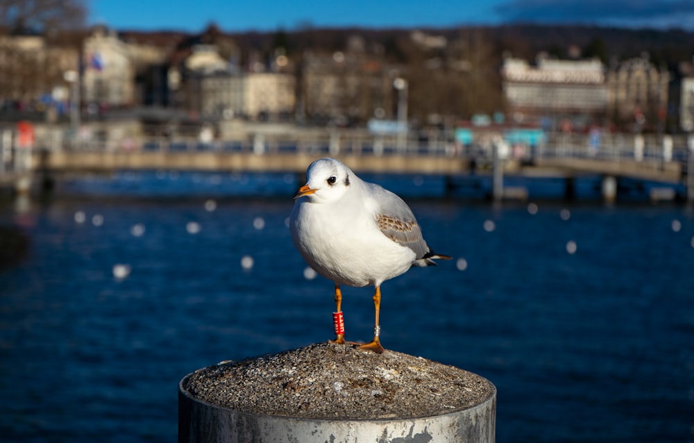 white and gray bird on brown concrete post near body of water during daytime