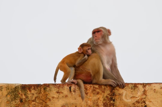 brown monkey sitting on brown rock in Rajasthan India