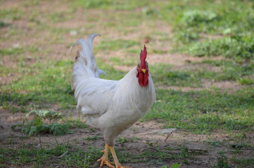 white chicken on green grass during daytime