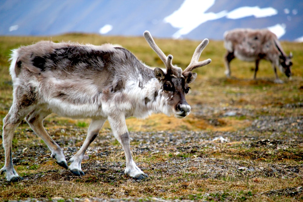 white and brown goat on green grass field during daytime