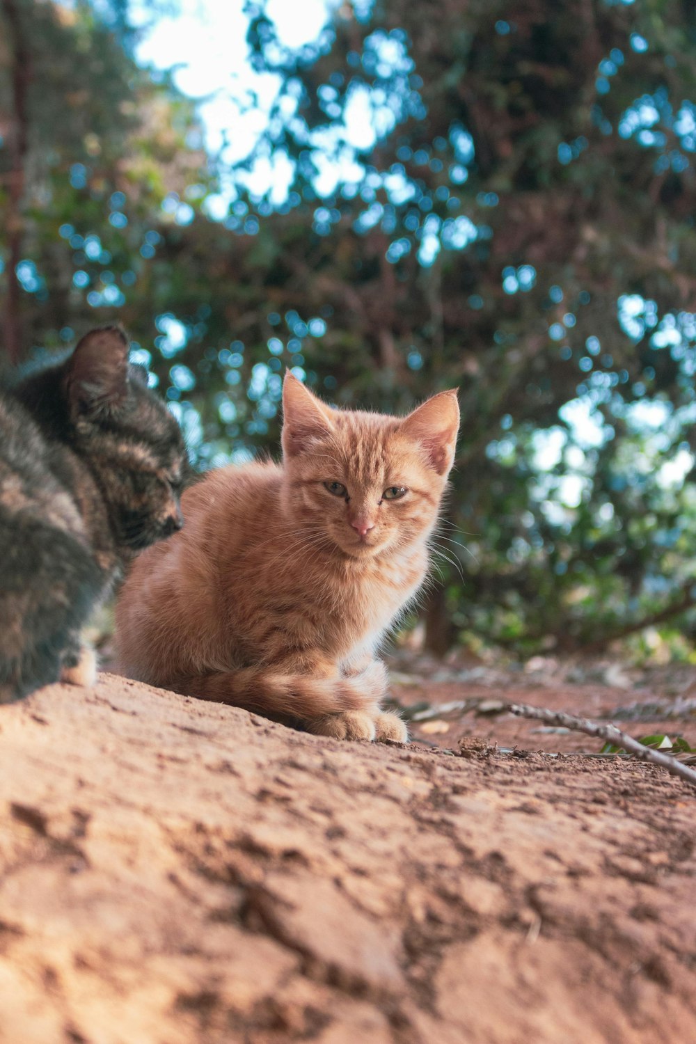 brown tabby cat on brown rock during daytime