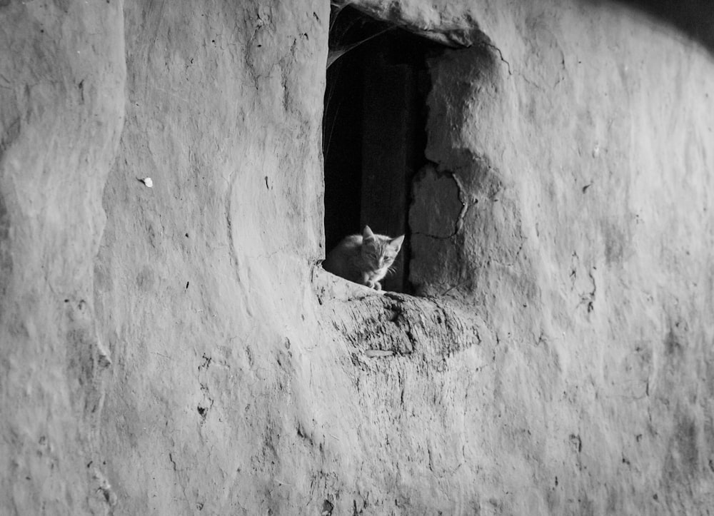 grayscale photo of cat in tunnel