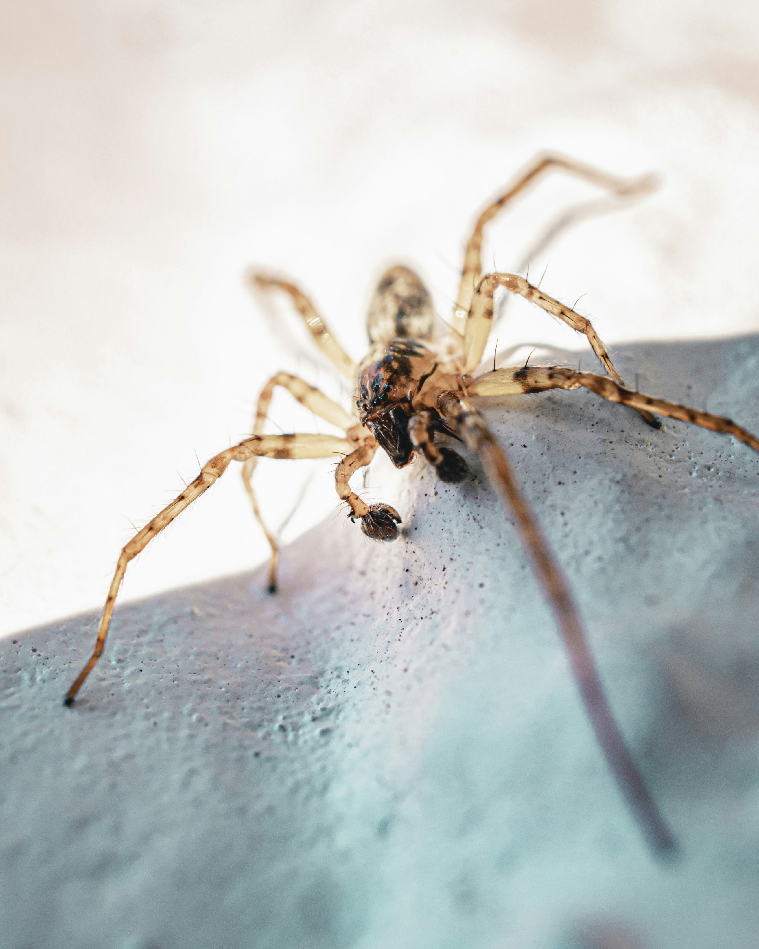 How to Overcome the Fear of Spiders (Arachnophobia) with CBT