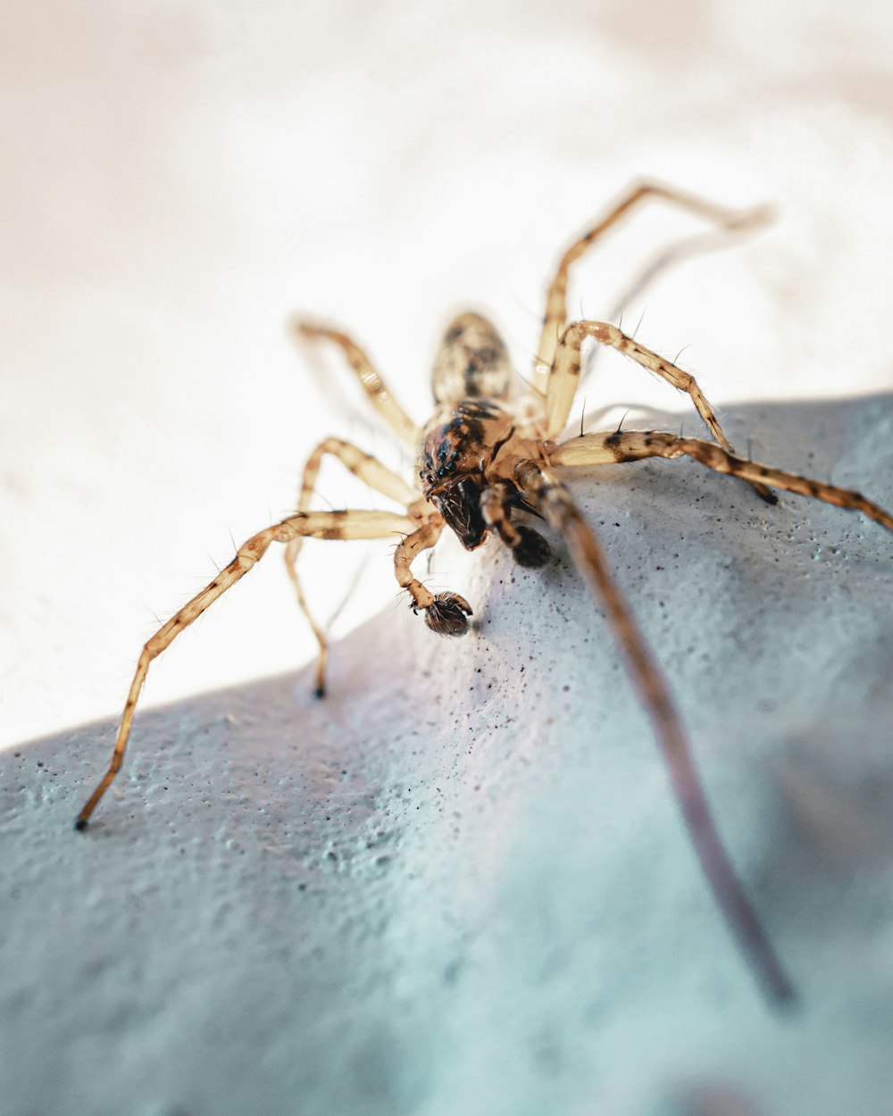 araña marrón sobre tela blanca