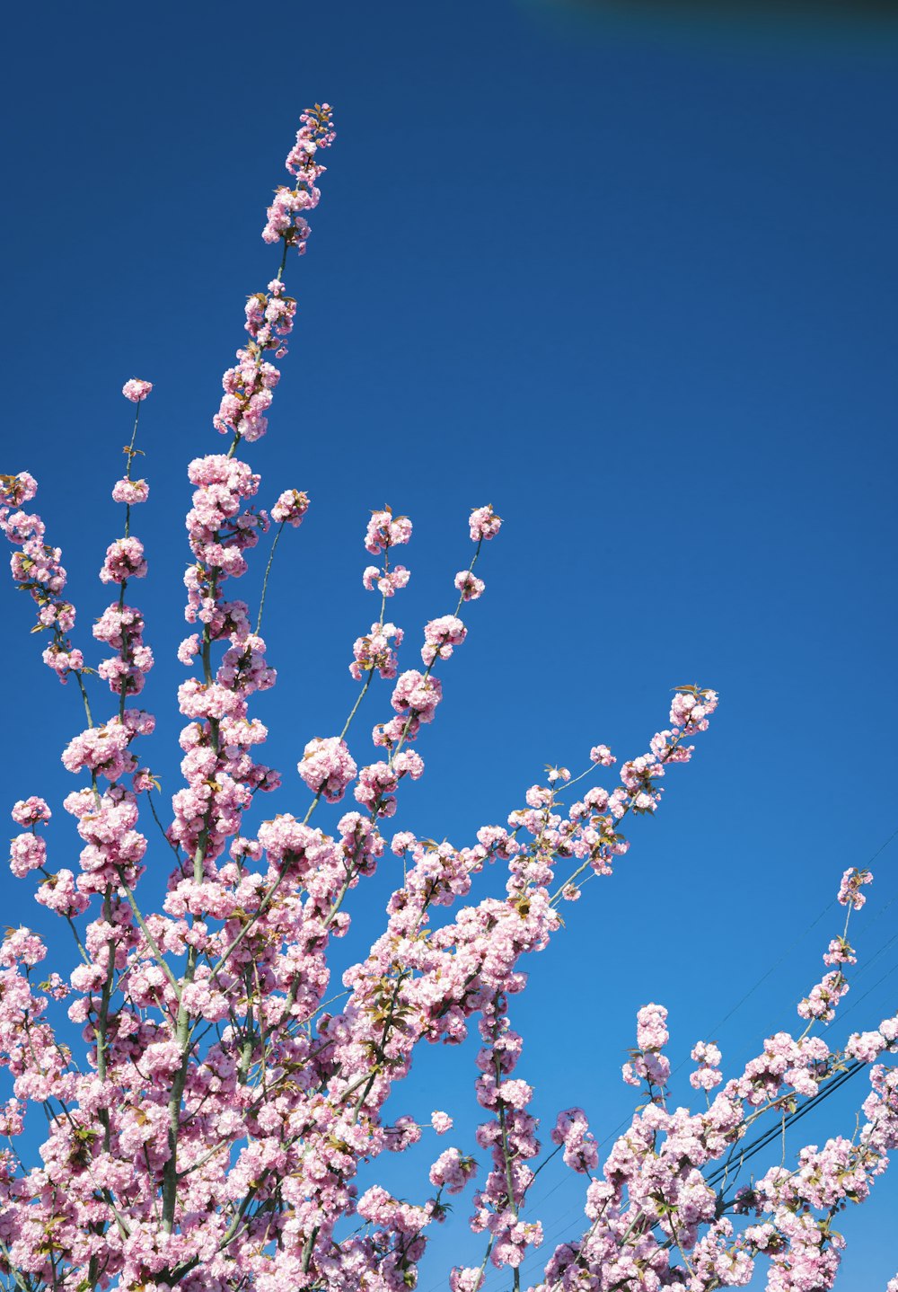 昼間の青空に白とピンクの花