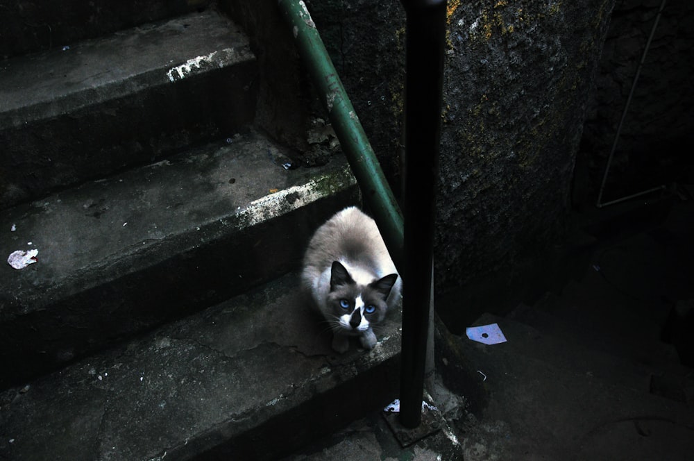 white and black cat on gray concrete stairs