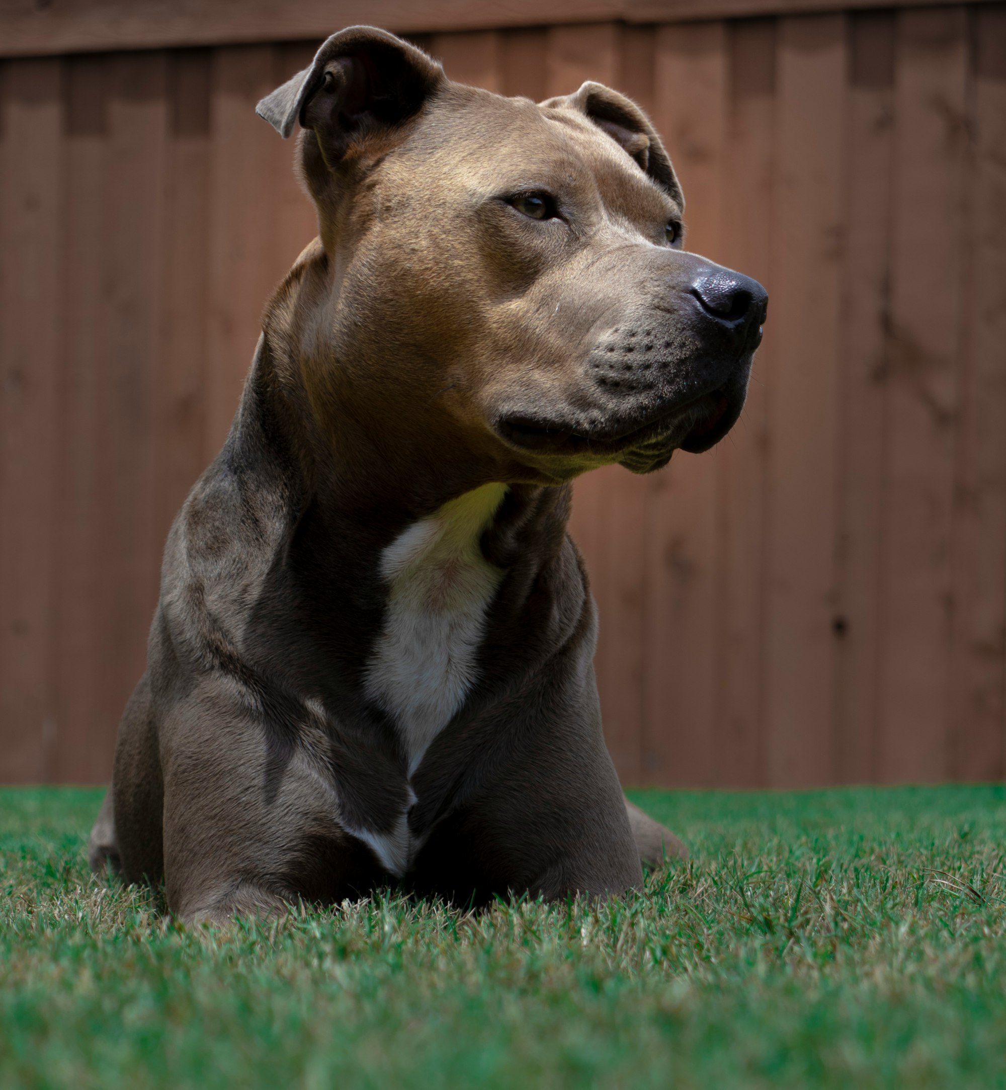 Pitbull Mastiff Mix: The Ultimate Guide to a Majestic Blend