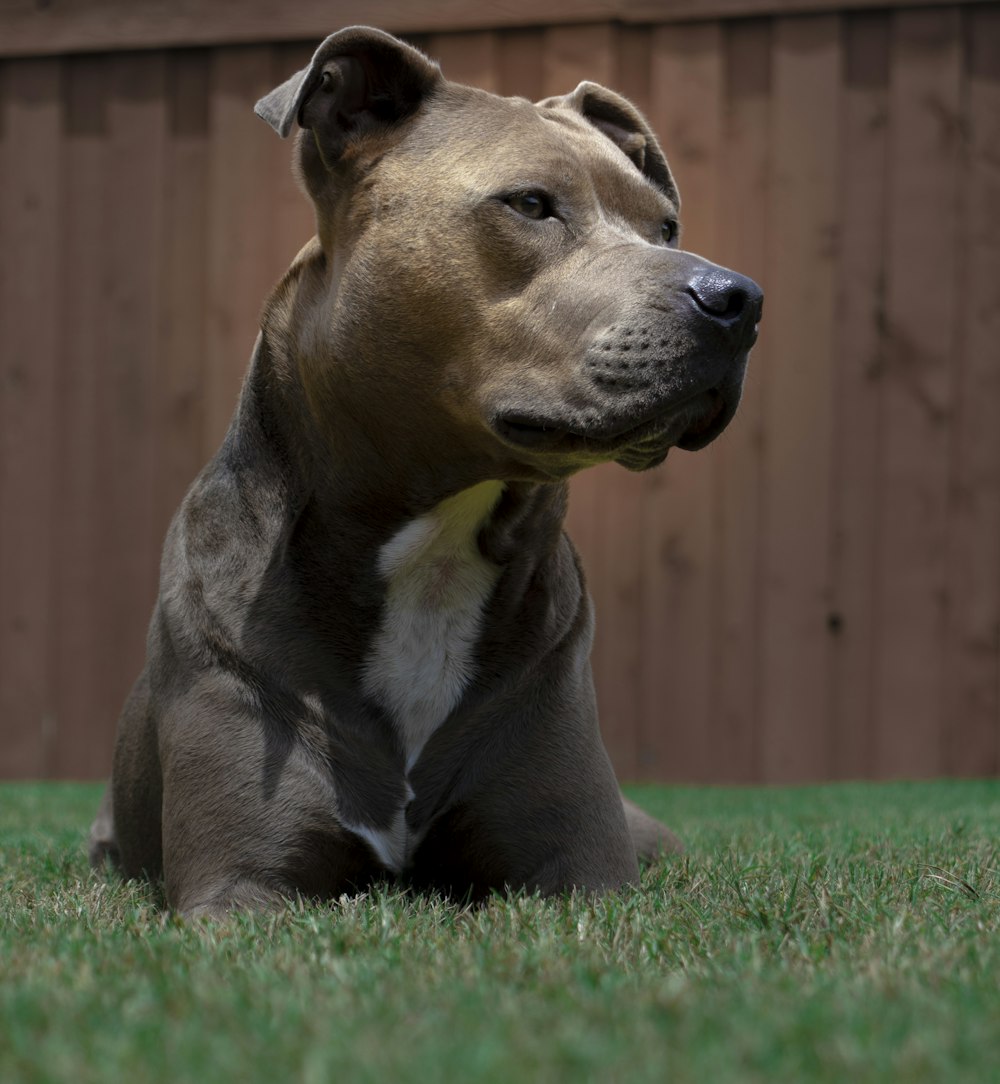 Schwarz-Weißer amerikanischer Pitbull Terrier Welpe liegt tagsüber auf grünem Rasen