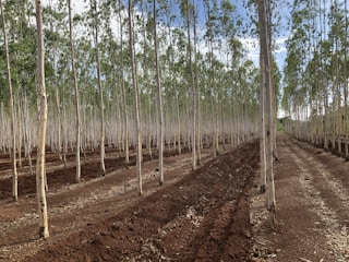 Rows of slender, tall trees with light bark stand in a neatly organized plantation. The ground is covered in rich, dark soil with visible plowed lines. The trees are evenly spaced, and there is a clear path on the right side leading through the plantation. The sky is visible above with patches of blue and white clouds.