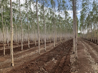 Rows of slender, tall trees with light bark stand in a neatly organized plantation. The ground is covered in rich, dark soil with visible plowed lines. The trees are evenly spaced, and there is a clear path on the right side leading through the plantation. The sky is visible above with patches of blue and white clouds.