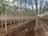 Rows of slender, tall trees with light bark stand in a neatly organized plantation. The ground is covered in rich, dark soil with visible plowed lines. The trees are evenly spaced, and there is a clear path on the right side leading through the plantation. The sky is visible above with patches of blue and white clouds.