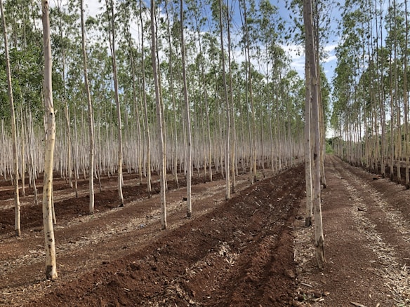 Rows of slender, tall trees with light bark stand in a neatly organized plantation. The ground is covered in rich, dark soil with visible plowed lines. The trees are evenly spaced, and there is a clear path on the right side leading through the plantation. The sky is visible above with patches of blue and white clouds.