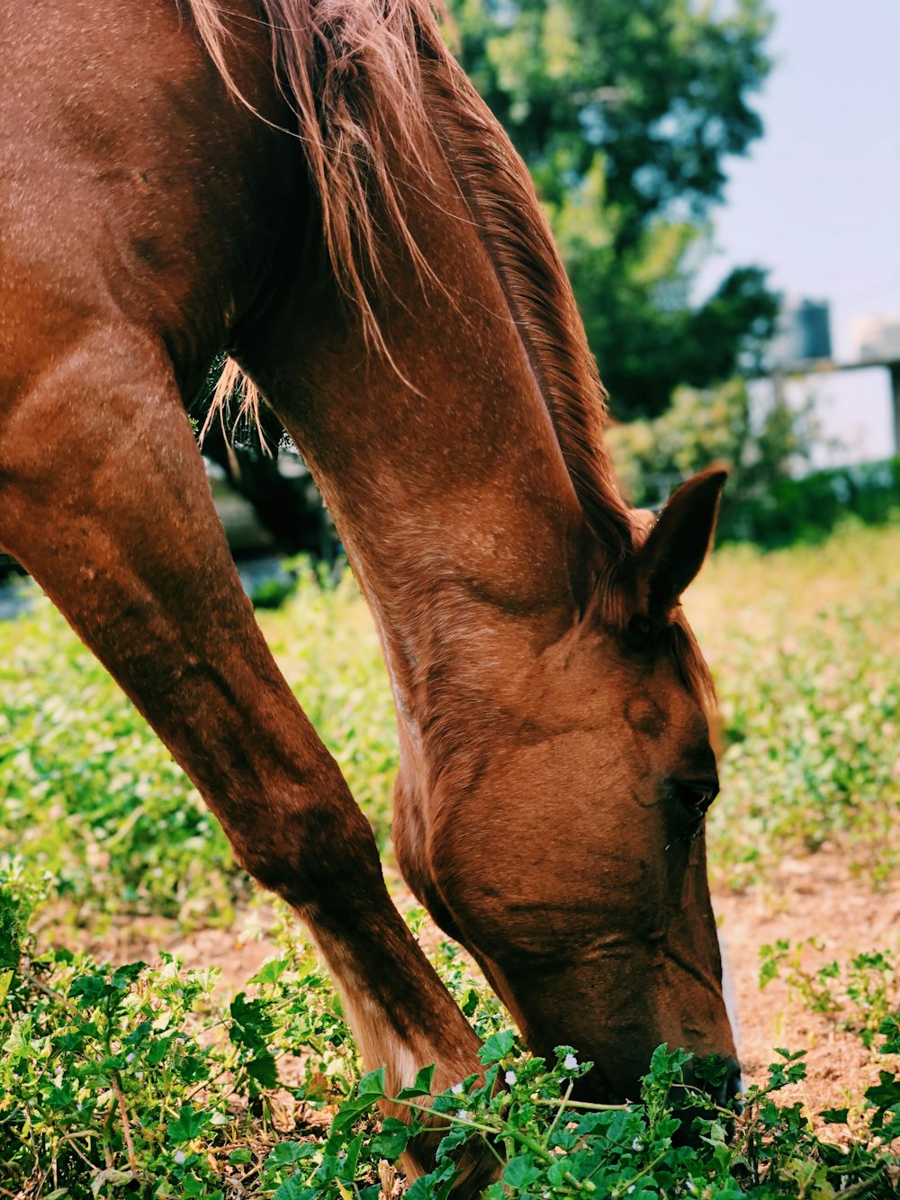 brown horse standing on green grass field during daytime