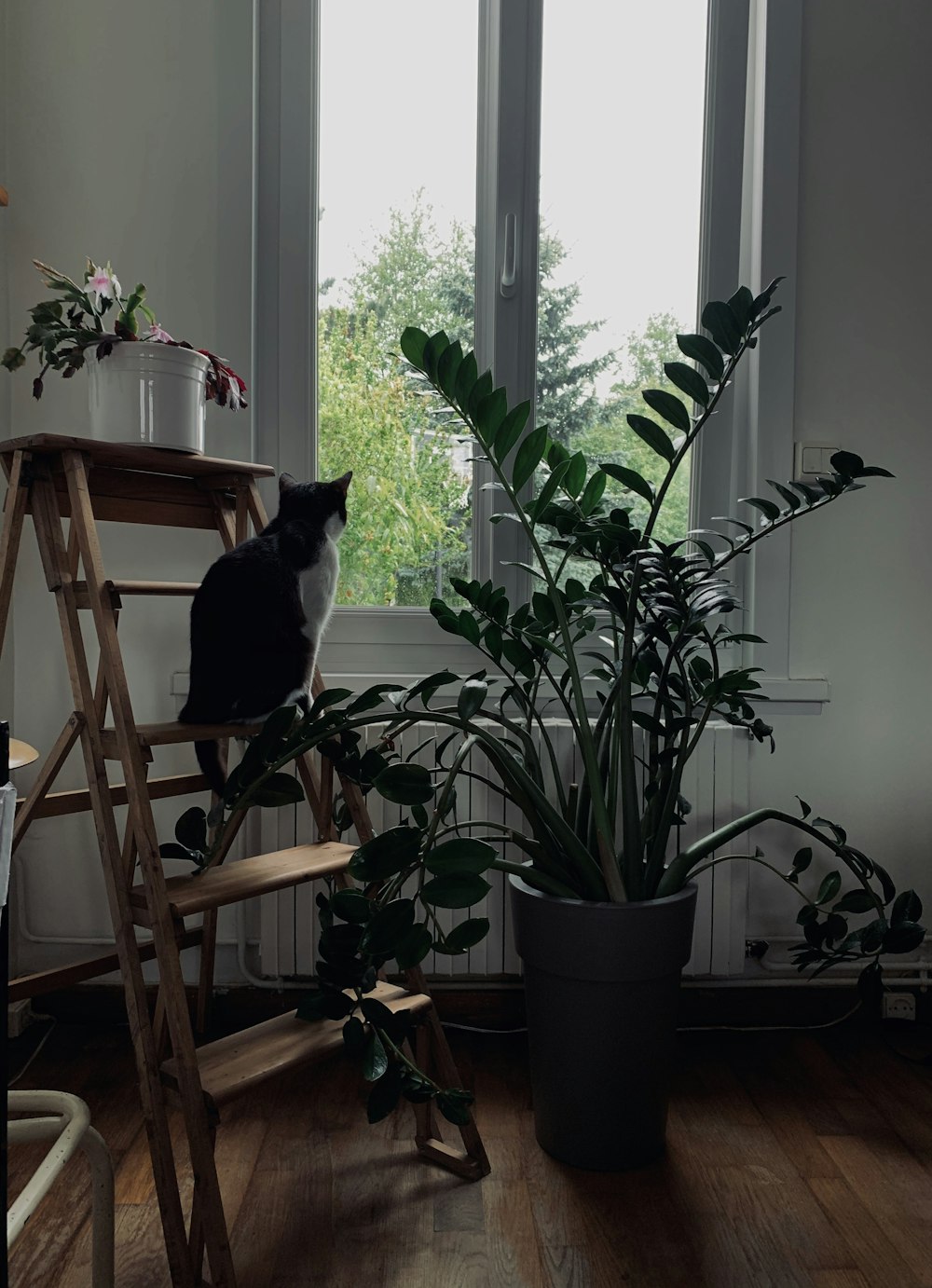 black cat on brown wooden table