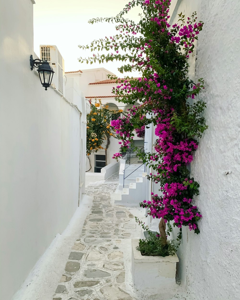 purple flowers on white concrete wall