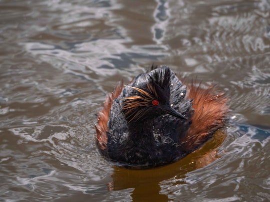black and brown duck on water in Calgary Canada