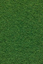 green grass field during daytime