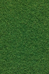 A freshly laid Korean carpet grass lawn in a modern Hyderabad villa garden.