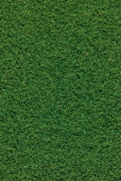 green grass field during daytime