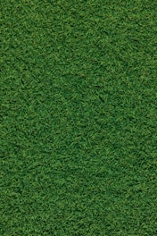 green grass field during daytime