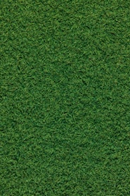 green grass field during daytime