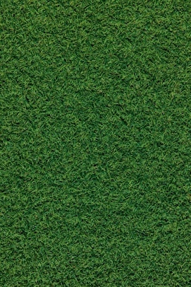 green grass field during daytime