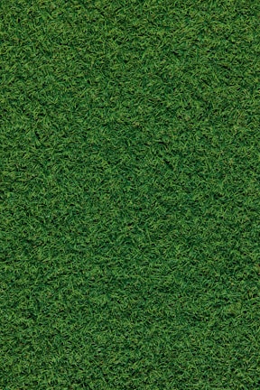 green grass field during daytime