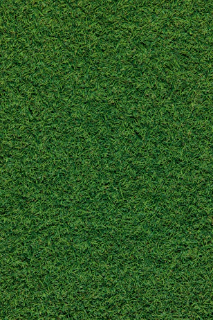 green grass field during daytime